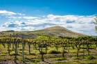 USA-WA-Yakima Valley Spring light at Kitzke Cellars vineyard Art Print